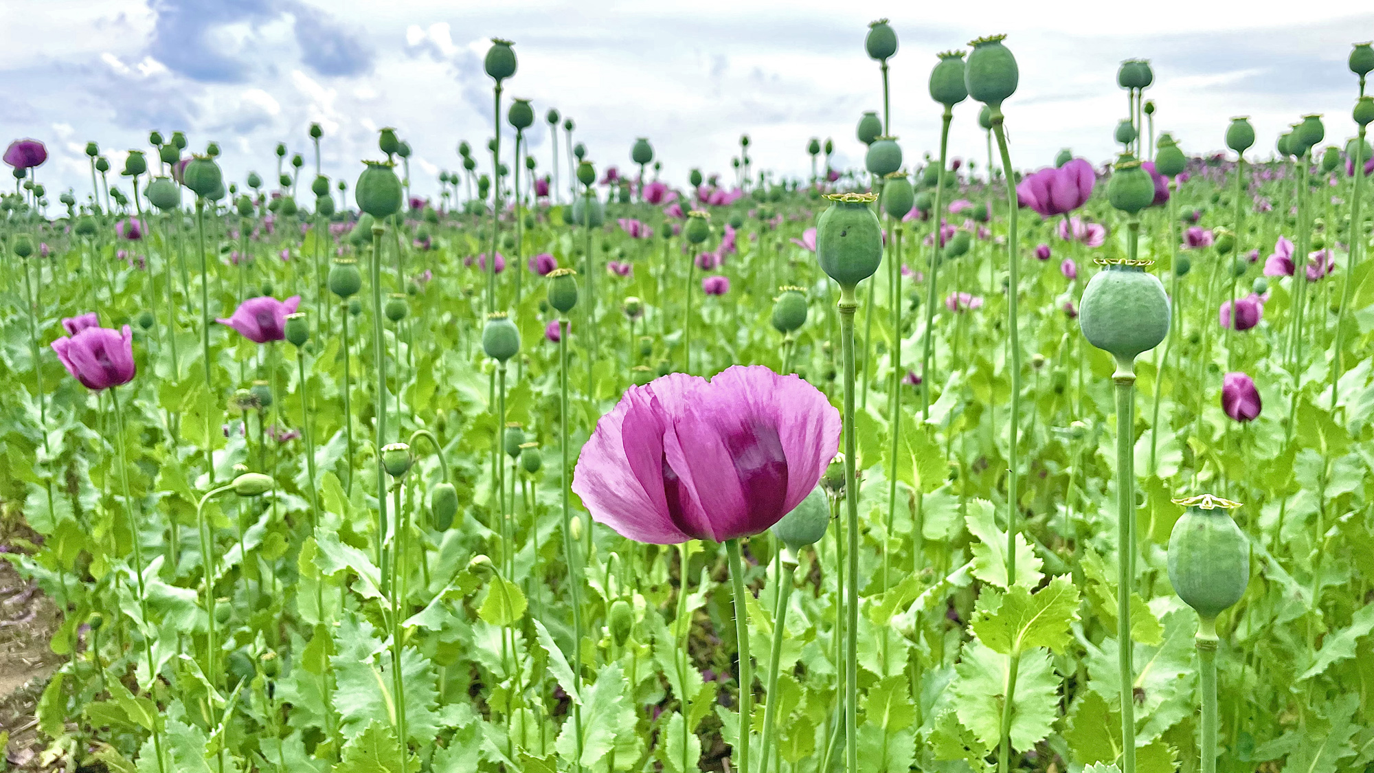 Bemutatjuk a mákföldet