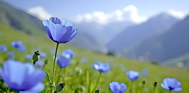 Himalájai kék mák